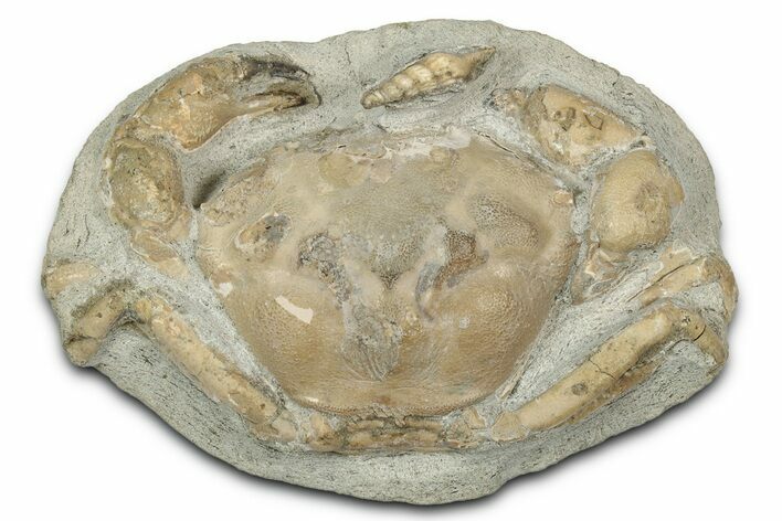 Eocene Fossil Crab (Pulalius) w/ Gastropod - Washington State #345511